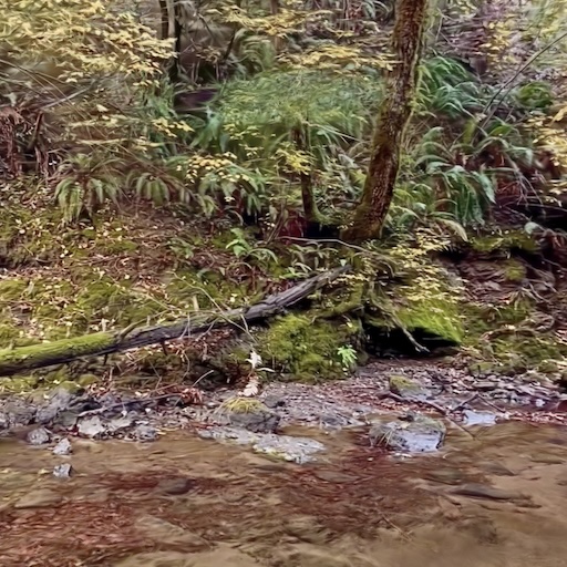 Humboldt Camp